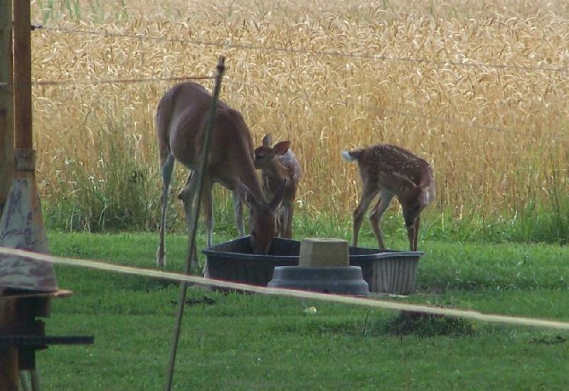 Antique Radio Forums View Topic Backyard Mother And Her New Twins